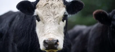 Meat And Dairy Companies Given Over Half A Trillion In Funding Since Paris Agreement