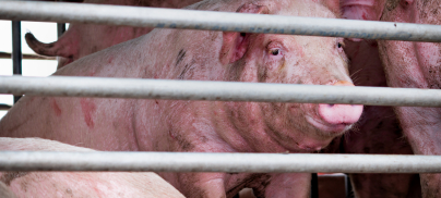 Press release – Council must reject megafarm on climate grounds say campaigners on final day of public consultation generating thousands of objections